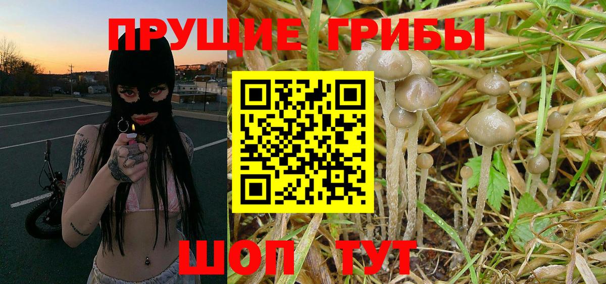 Псилоцибиновые грибы GOLDEN TEACHER Великий Устюг