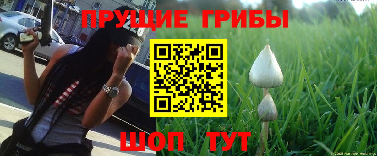 Псилоцибиновые грибы мицелий  Великий Устюг 